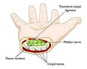 Carpal Tunnel Anatomy